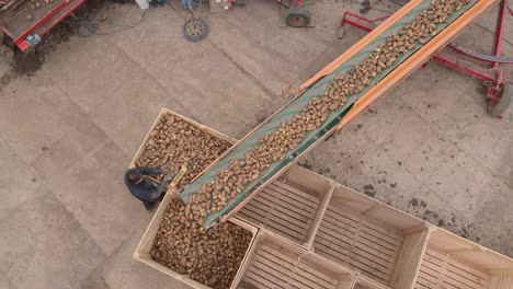 Birds-eye-view-potato-crop-loaded-into-wooden-crates