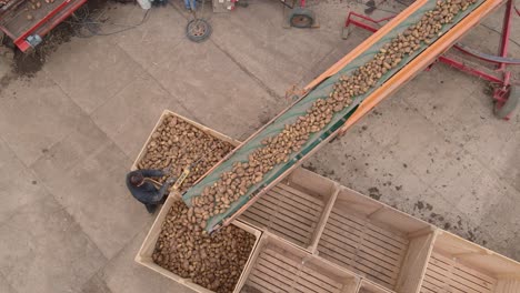 cosecha de patatas a vista de pájaro cargada en cajas de madera