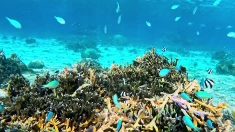 Schule-Der-Blauen-Rifffische,-Die-Auf-Tiefem-Tropischem-Klarem-Ozean-Schwimmen