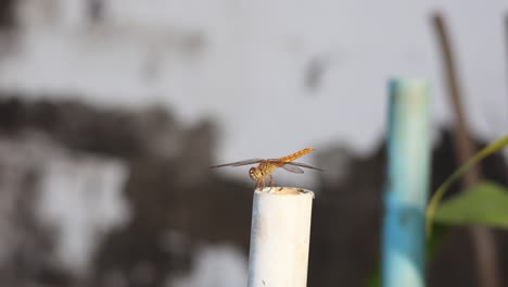 dragonfly approaches and lands on a white post