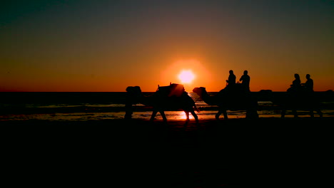 a camel train crosses broome beach in western australia at sunset 2