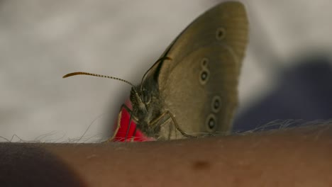 close-up of a butterfly on a human arm