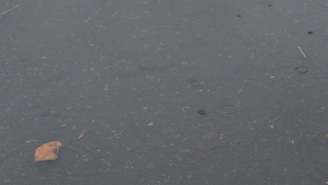 rain drops and fallen leaves on surface of puddle in autumn rain