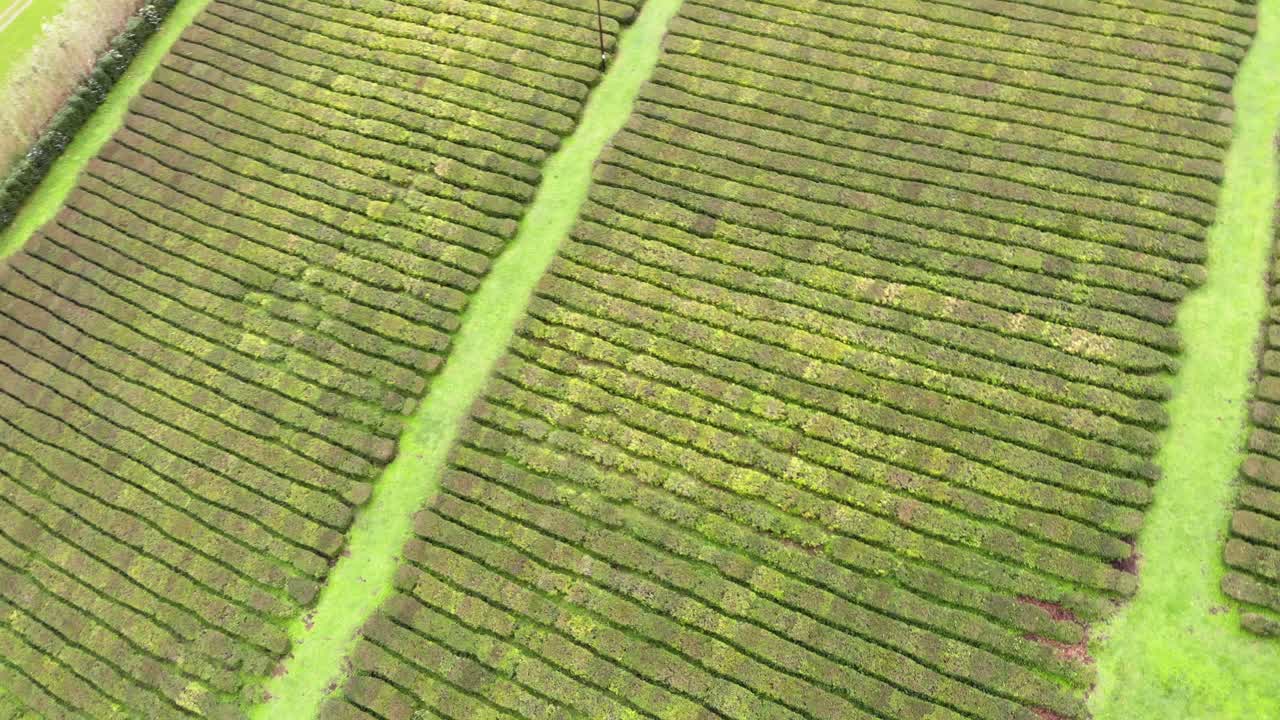 s에서 gorreana 차 농장의 조감도