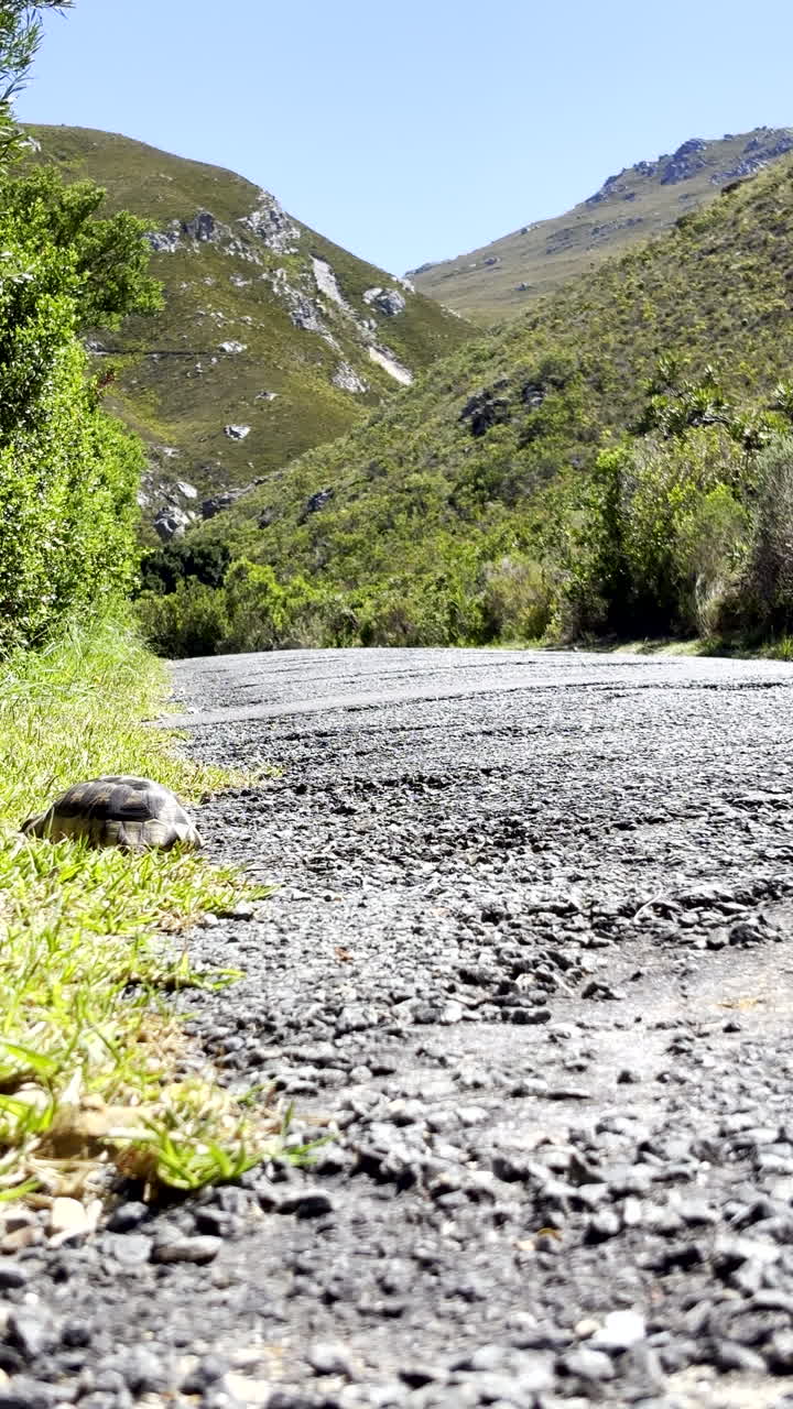 Testuggine angolata attraversa una strada asfaltata verso erba verde lussureggiante. Angolazione bassa verticale.