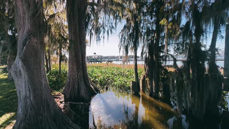 serene lakeside scene with cypress trees