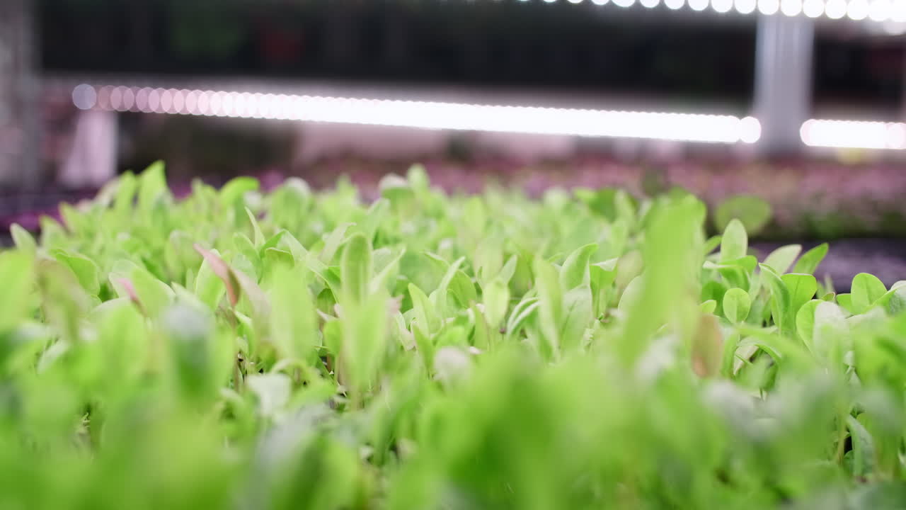 Close-up of seedlings growing in a hydroponic system