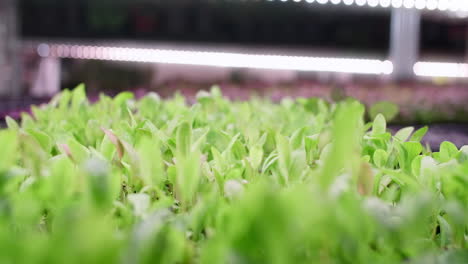 close-up of seedlings growing in a hydroponic system