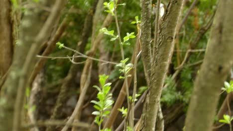 The-bird-alighted-and-flew-between-the-branches-of-the-tree