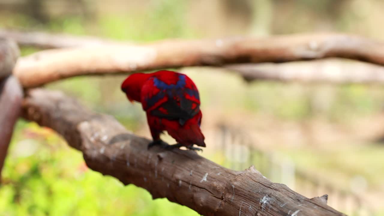 나무 가지 에 서 있는 은 로리