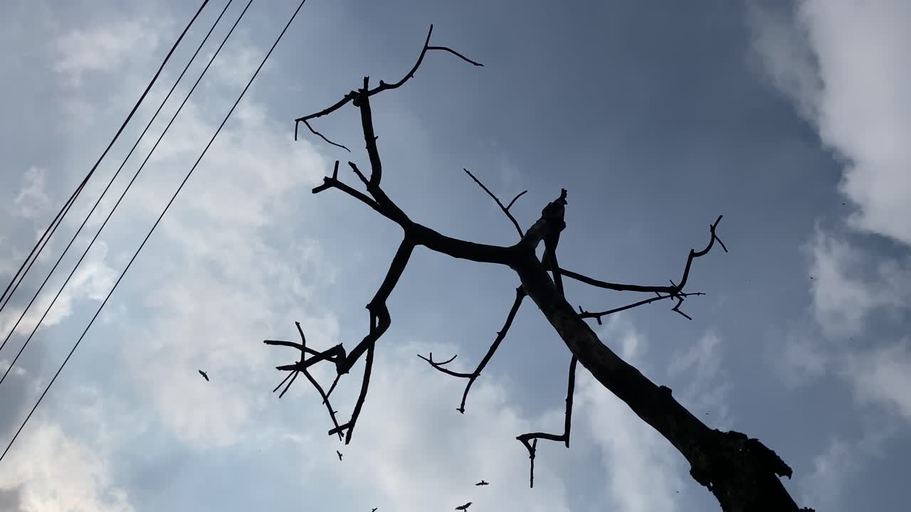 Eagle birds flying in the sky above a silhouetted dead tree. Low angle shot