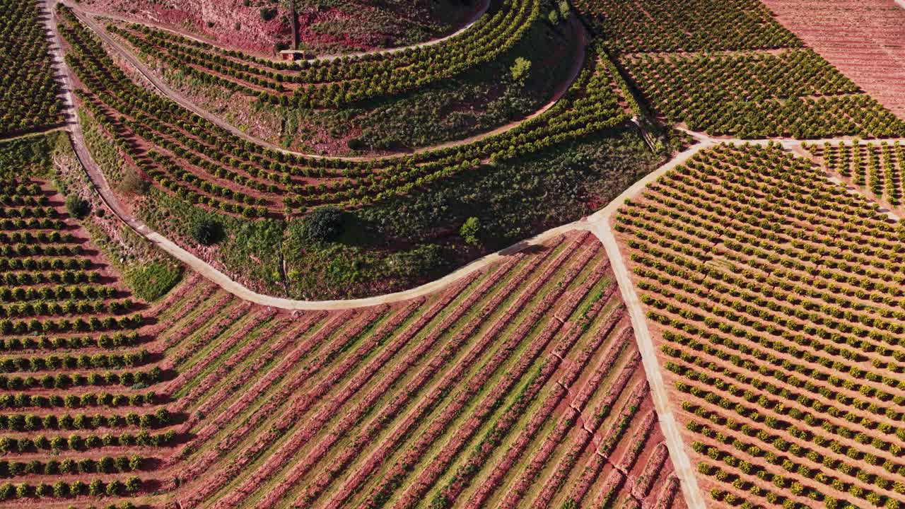 Vigneti in Spagna durante il giorno
