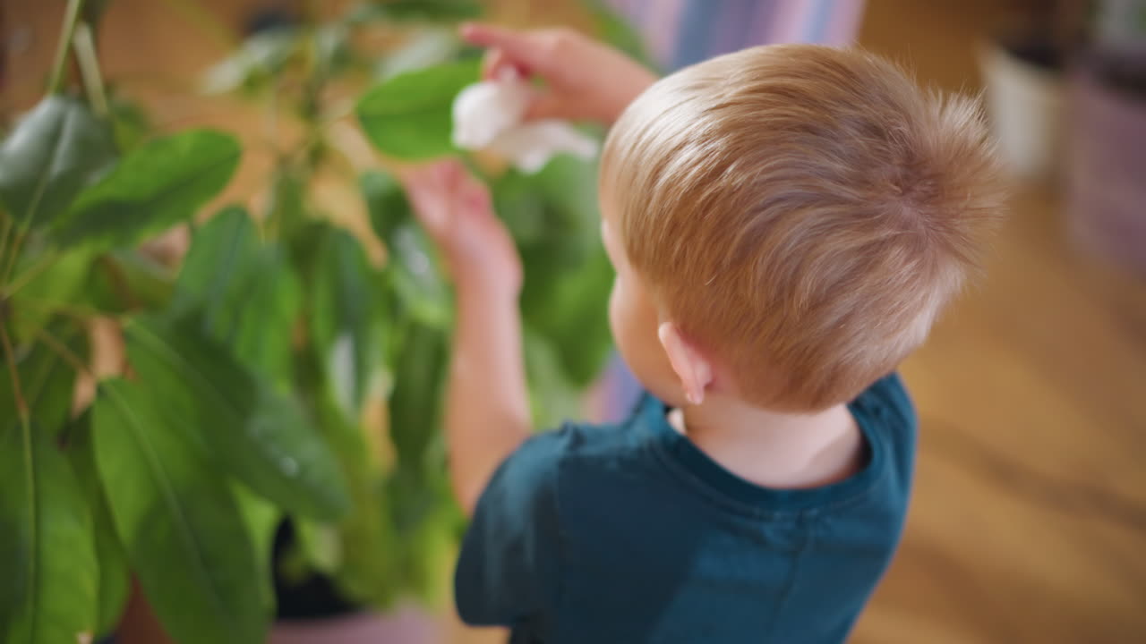 Young boy carefully wiping green leaves of indoor plant with white cloth, demonstrating responsibility, care, attention to detail, early learning,and connection with nature in bright home environment