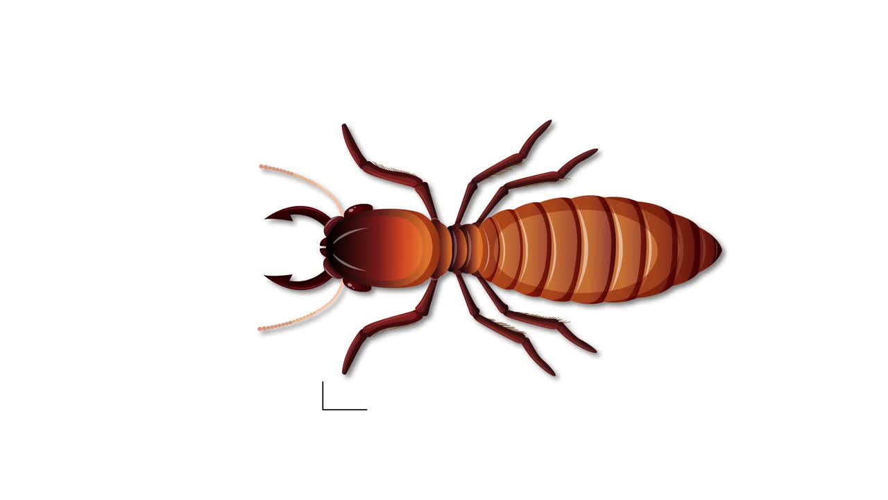 desglose detallado de las partes del cuerpo de las termitas