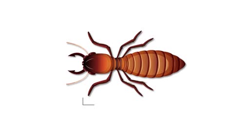 desglose detallado de las partes del cuerpo de las termitas