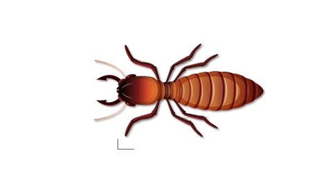 detailed breakdown of termite body parts