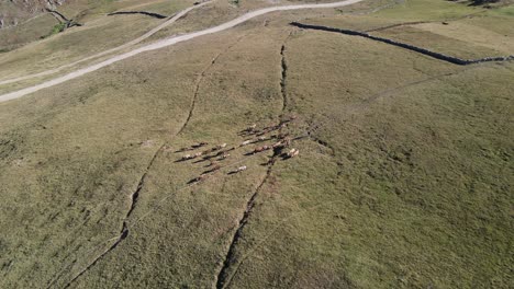 pastor de rebaño de vacas en tierras rurales, vista de vacas por avión no tripulado