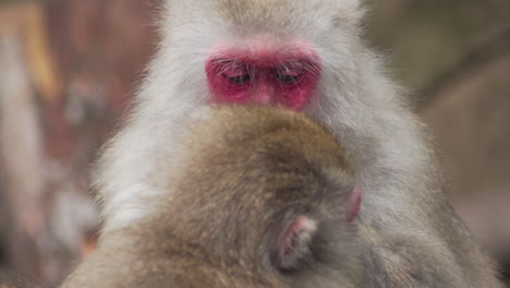 close up of japanese macaque or snow monkey grooming a family member