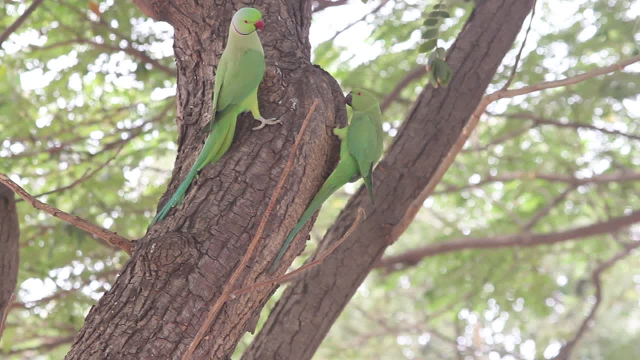 par de loros sentados en un árbol i loro pájaro almacen de video