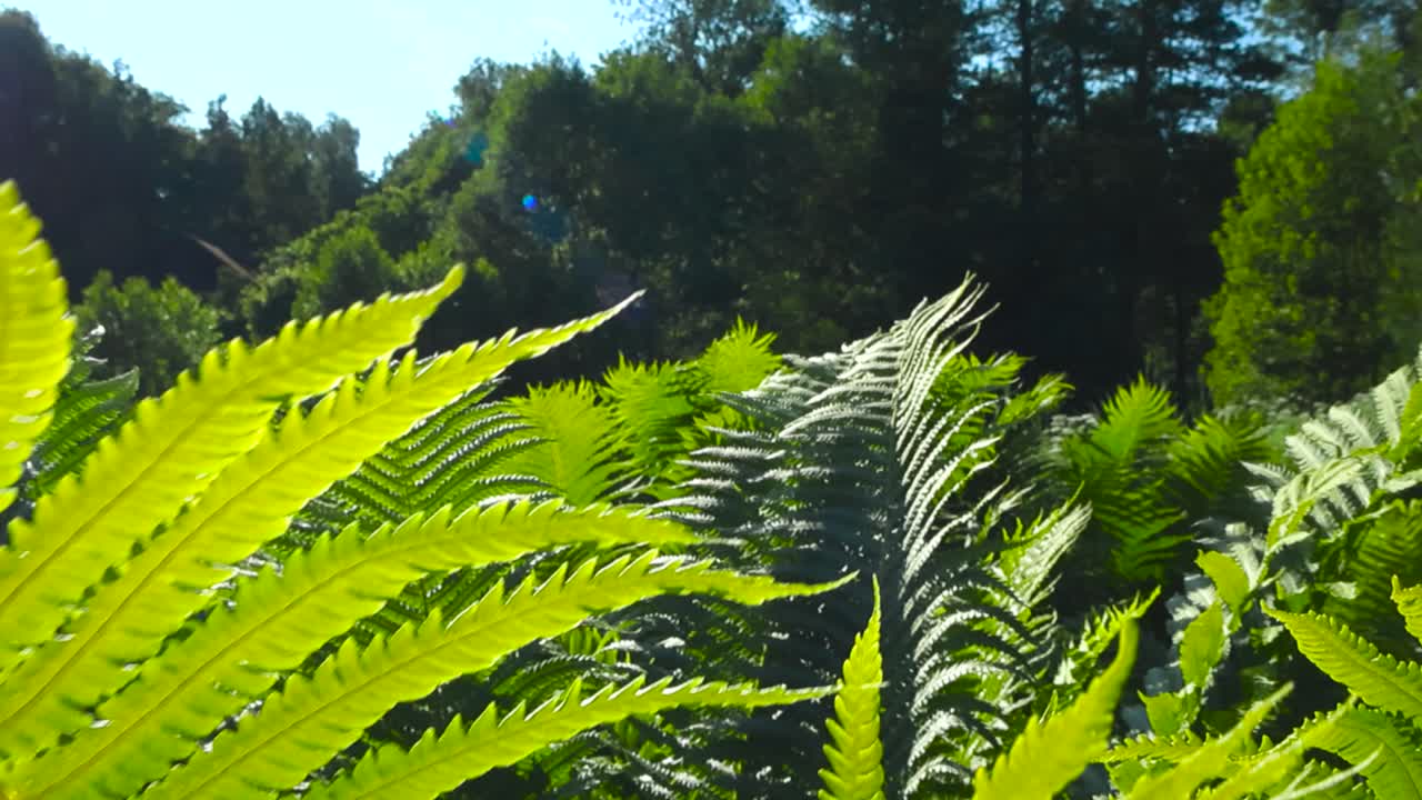 Primo piano di felci verdi e rigogliose che si muovono dolcemente nella calda luce del sole, con raggi solari visibili e uno sfondo bokeh morbido.