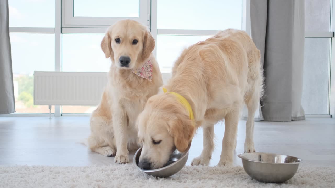 다른 개 의 그 에서 먹는 골든 리트리버