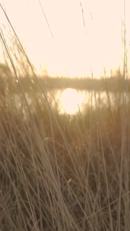 sunset over a marsh