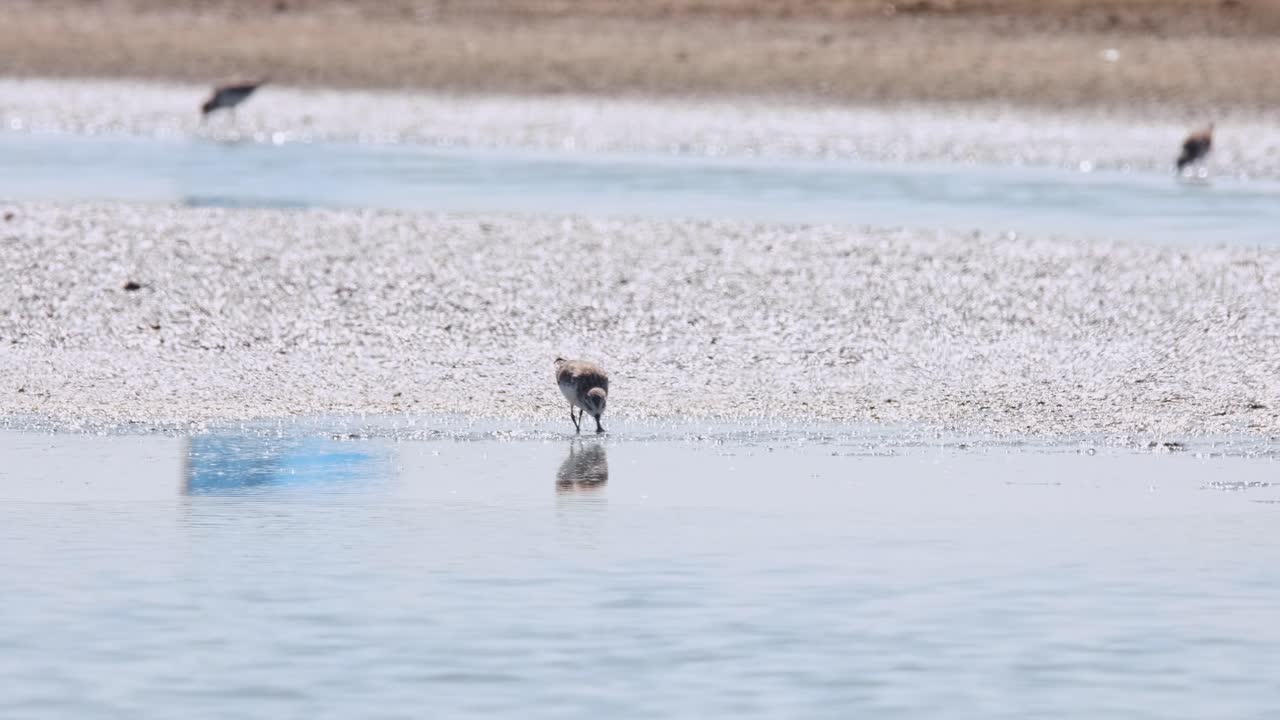 오른쪽으로 빠르게 움직이며, 특화된 먹이를 찾기 위해 진을 고 있는 스비크 샌드파이퍼 칼리드리스 피그메아 (calidris pygmaea)