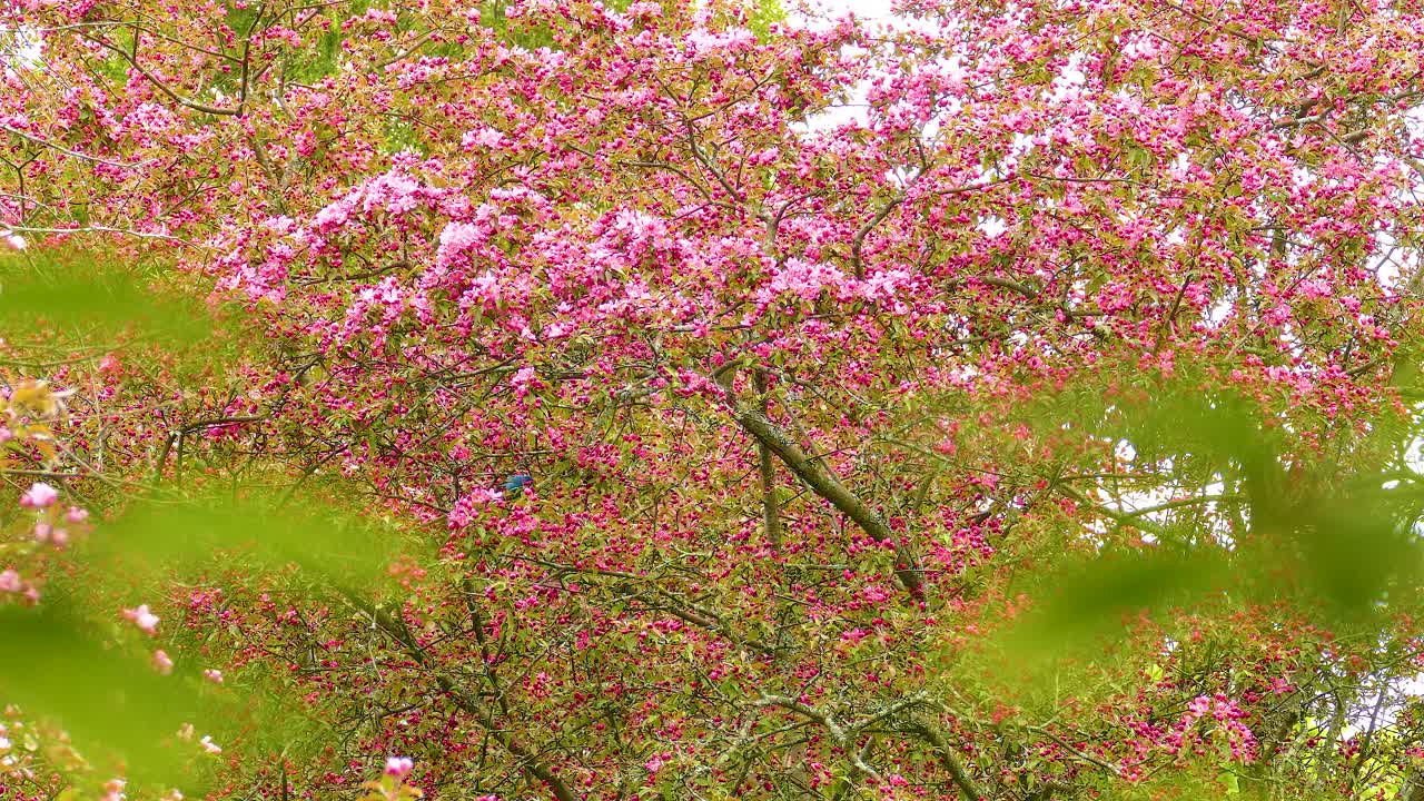 A Small Blue Bird in a Pink Flowering Tree