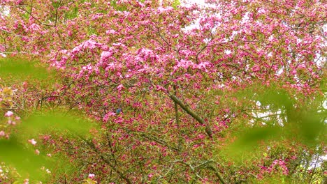 a small blue bird in a pink flowering tree
