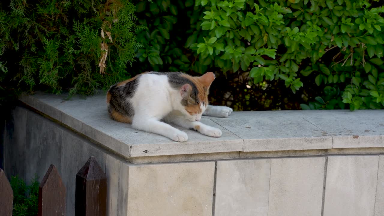 A charming feline relaxes on a stone ledge, basking in the warmth of sunlight. The garden bursts with lush green foliage, creating a tranquil scene perfect for a cat nap