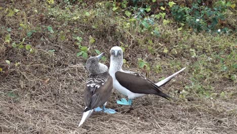 two interacting blue footed boobies on the galapagos islands in ecuador