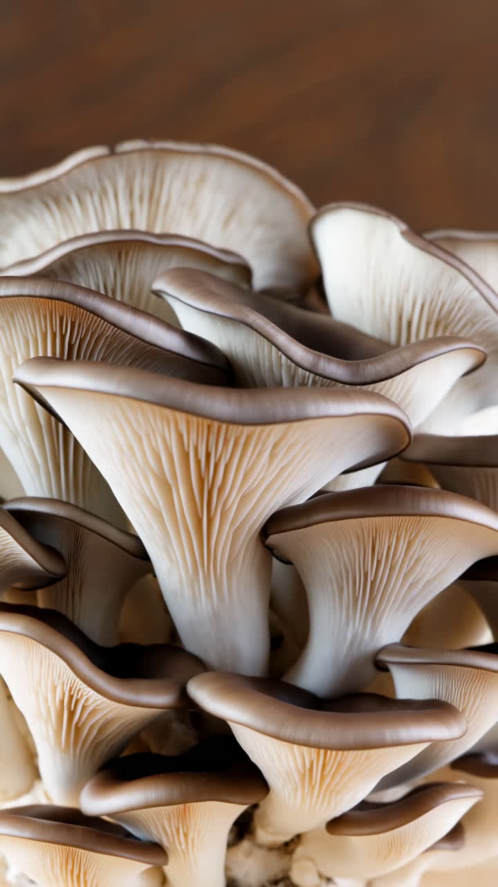 primer plano de setas de ostras frescas