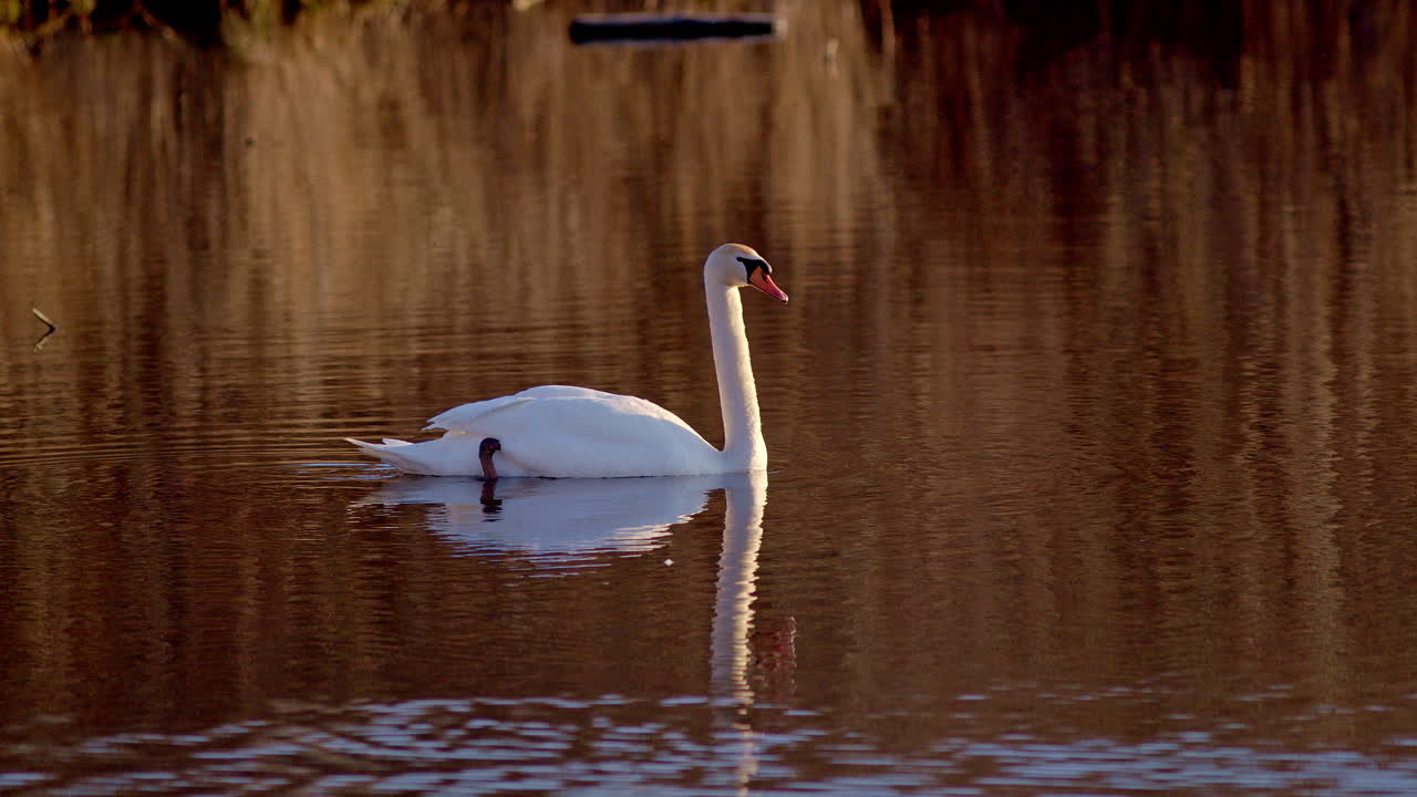 Swans in their mating dance at dawn, portrayed in breathtaking slow-mo.