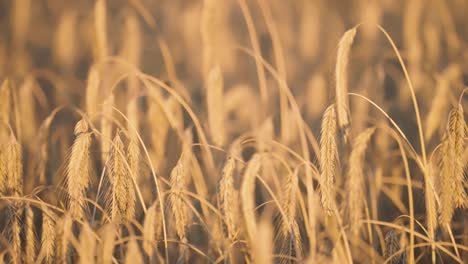 Full,-ripe,-golden-ears-of-wheat-lit-by-the-warm-glow-of-the-setting-sun