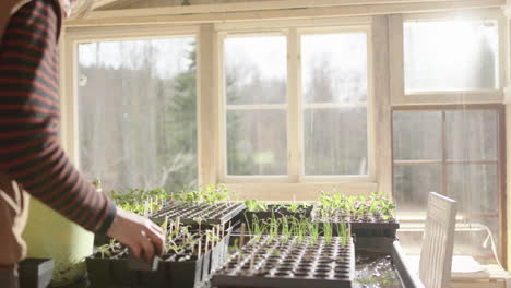 seedlings planted in bigger trays by female horticulturist in glasshouse