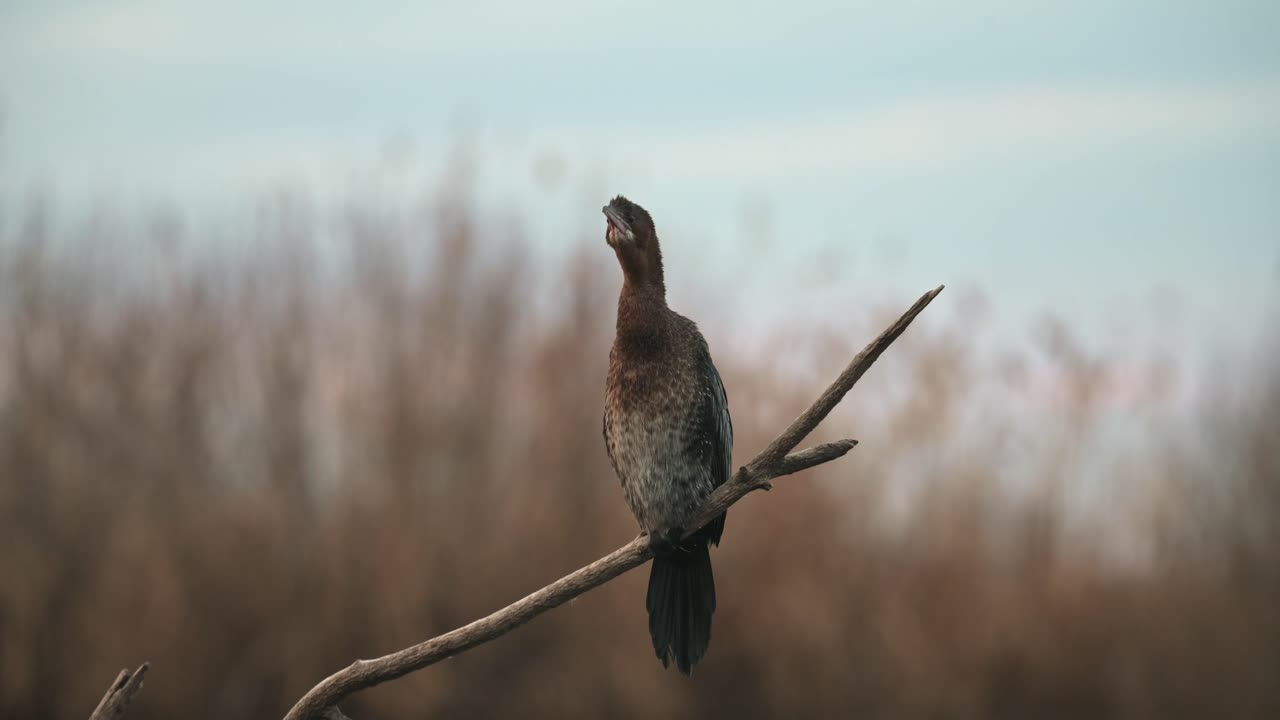 Cormorant perched on a dry tree branch in nature, looking for some food.