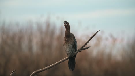 cormorant perched on a dry tree branch in nature, looking for some food.