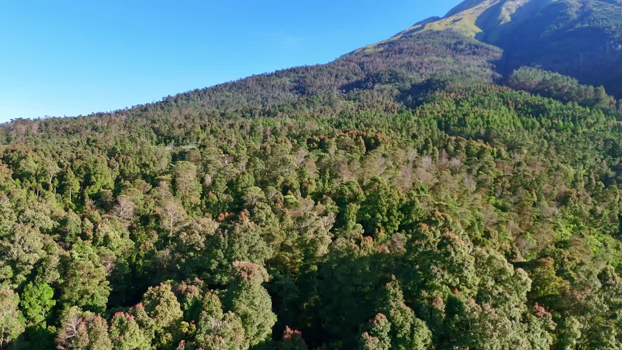 Panoramic aerial video of green forest trees in a mountain region, highlighting lush nature and ecosystem balance