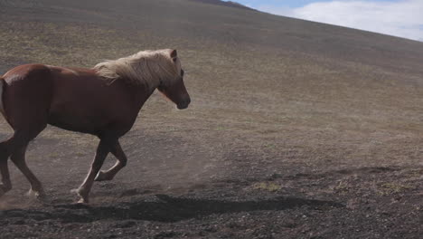 icelandic horse running in a field