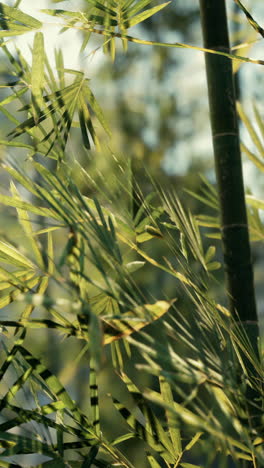 bamboo leaves close-up