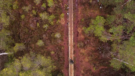 top down aerial of man walking on narrow boardwalk, swamp landscape, static