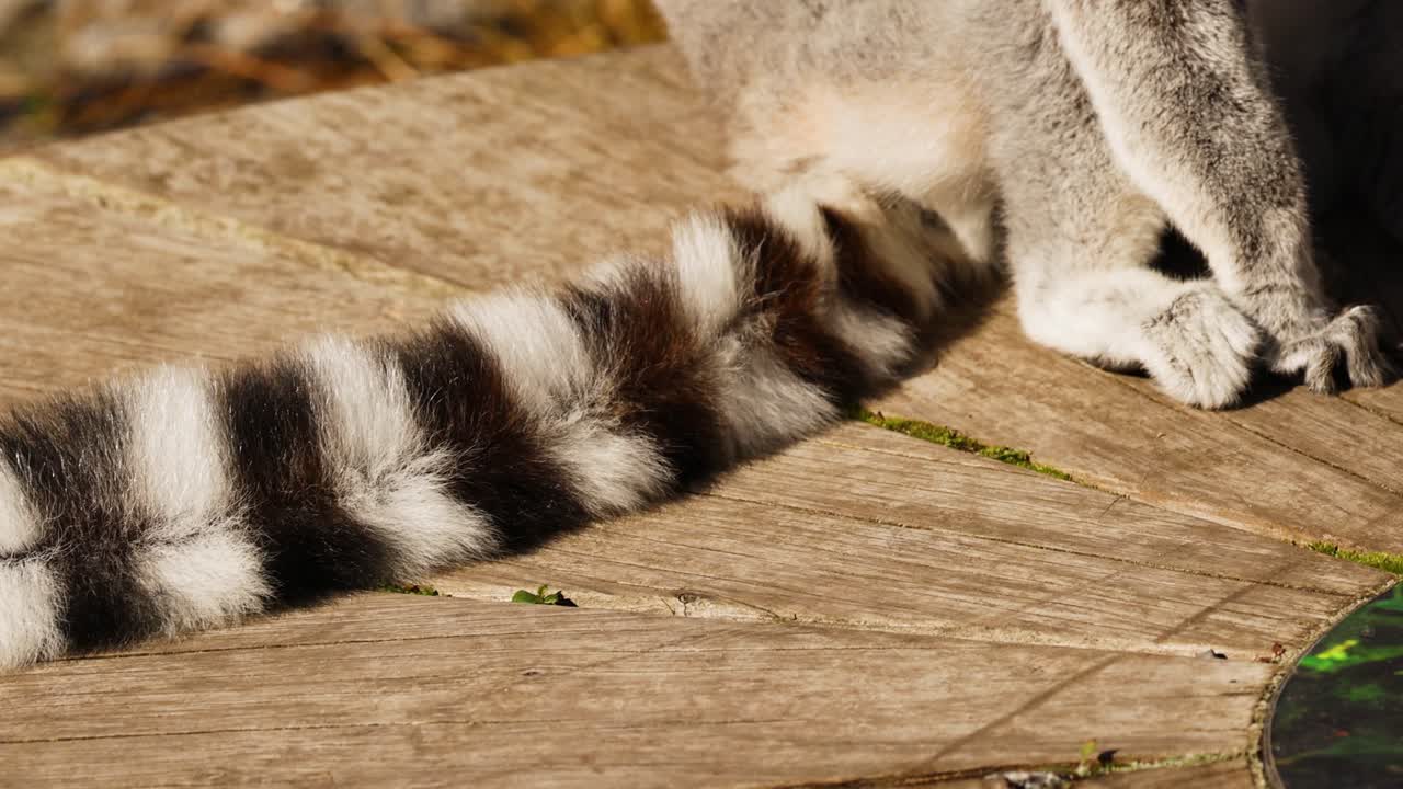 Lemur tail moving on wooden surface in Melbourne zoo