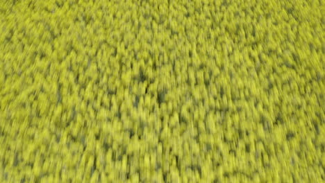 aerial directly above shot of blurry yellow canola field rapeseed flowers in slowmotion