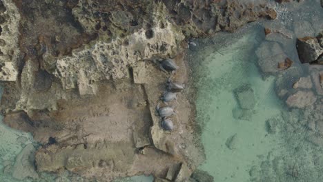 Vista-Cenital-De-Drones-De-Cinco-Tortugas-Grandes-Y-Hermosas-En-Una-Isla-En-Hawaii