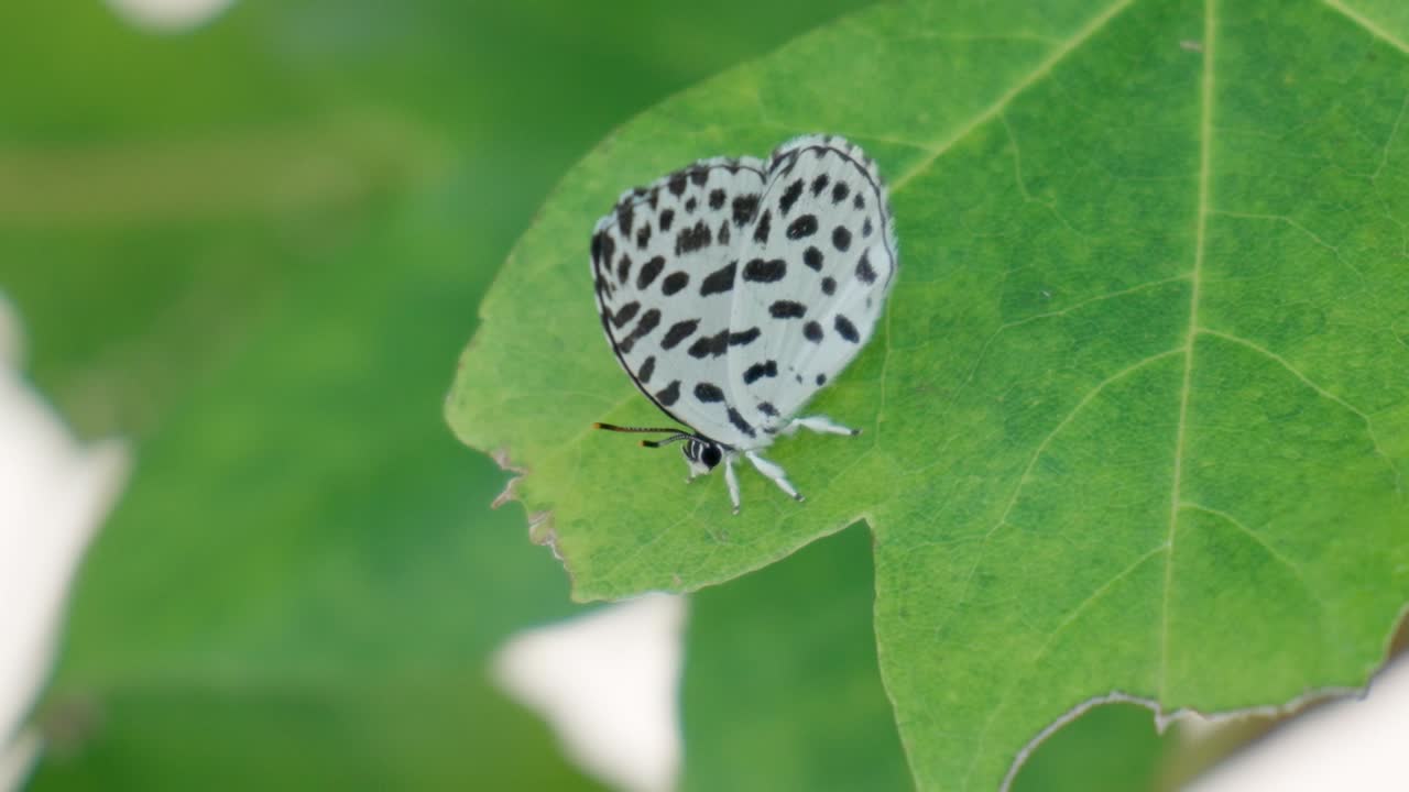la mariposa pierrot común encaramada en una hoja verde