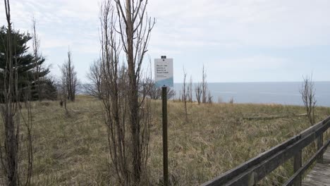 Various-natives-grasses-and-plants-growing-in-the-dunes