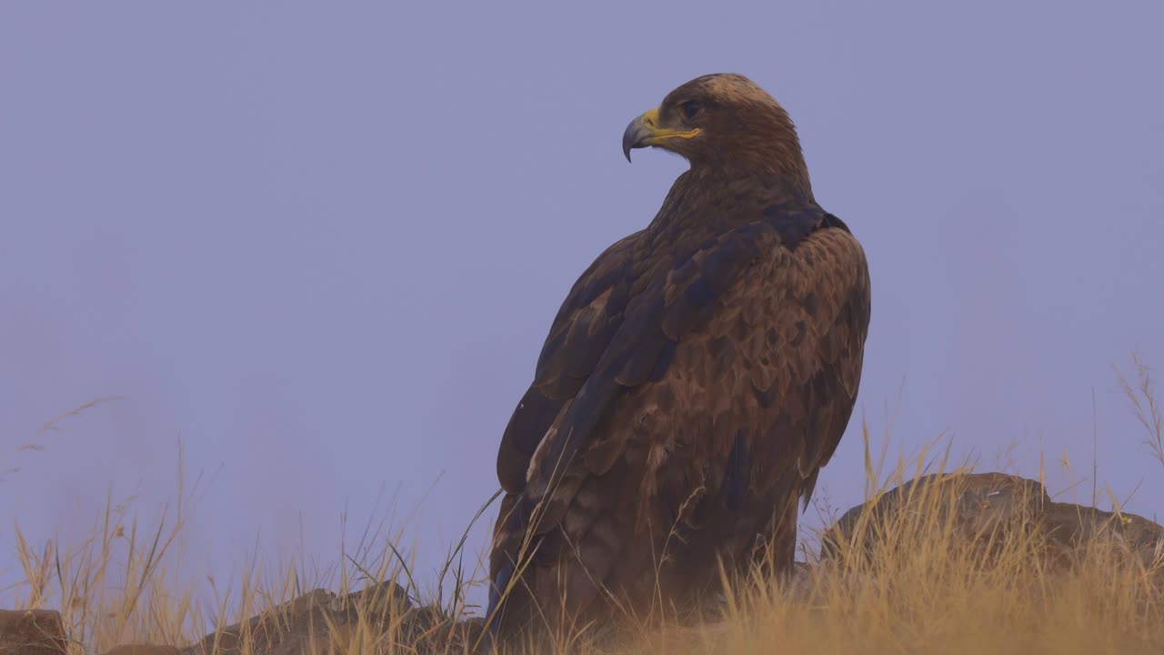 águila esteparia en peligro de extinción parada en el campo y mirando hacia otro lado