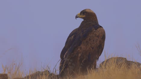 endangered steppe eagle stand on field and looking away