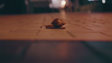 un caracol en un área urbana moviéndose lentamente durante la noche