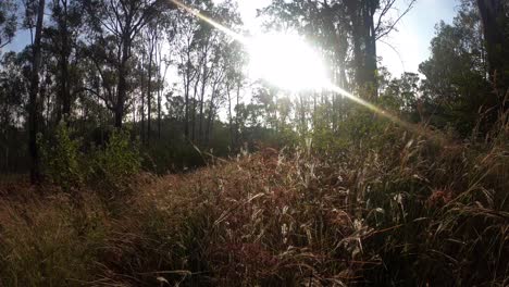 Zooming-In-The-Beautiful,-Tall-Grass-Of-The-Niligri-Forest,-India-On-A-Sunny-Day---Wide-Rolling-Shot